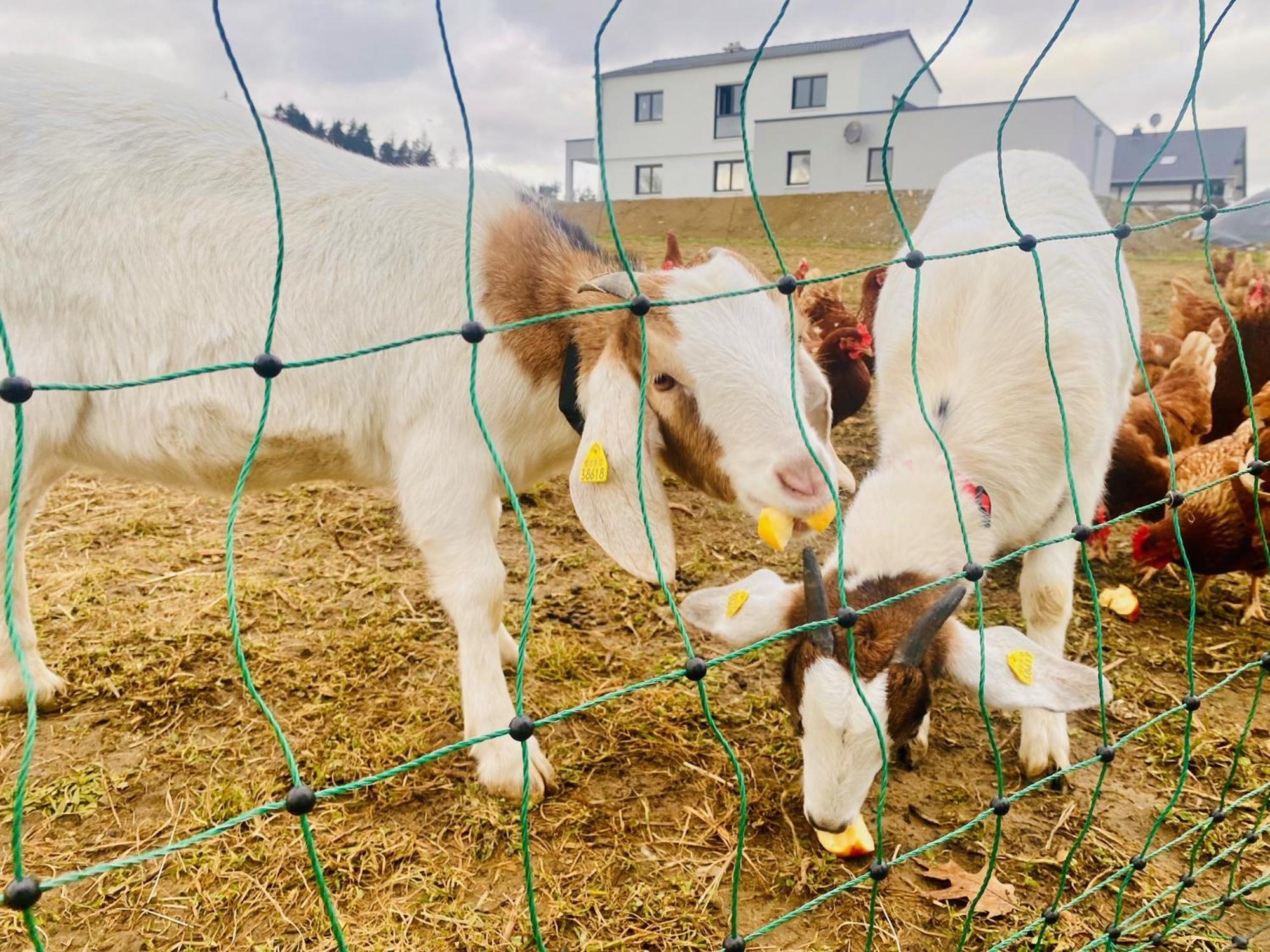 Haus Evi Lejlighed Neusorg Eksteriør billede